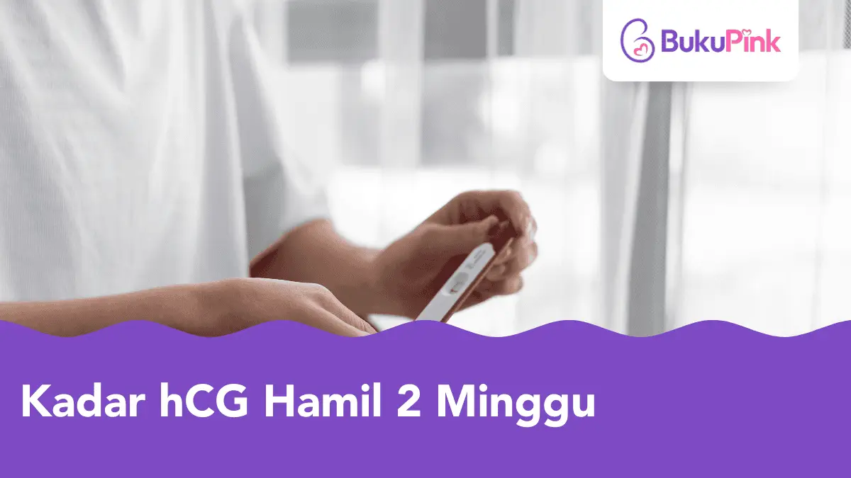 kadar hcg hamil 2 minggu